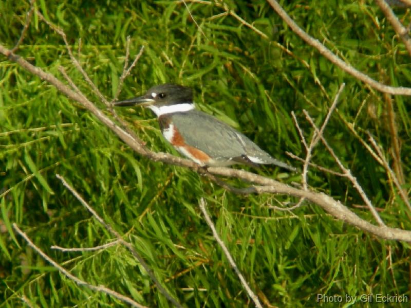 Belted Kingfisher female 